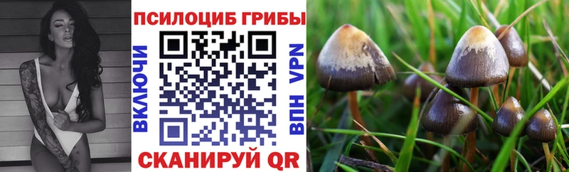 Купить  Цимлянск  Галлюциногенные грибы Psilocybe 